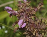 Pedicularis palustris. Close-up.
