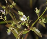 Veronica catenata.