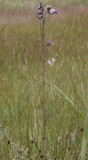 Cirsium palustre.
