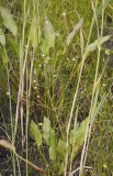 Alisma plantago-aquatica.