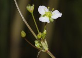 Alisma plantago-aquatica. Close-up.