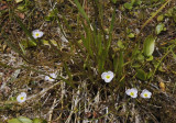 Baldellia ranunculoidea subsp. ranunculoides.