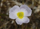 Baldellia ranunculoidea subsp. ranunculoides close-up.