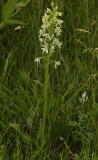 Platanthera bifolia.