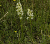 Platanthera bifolia two plants.