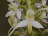 Platanthera bifolia. Close-up.