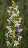 Platanthera bifolia. Closer.