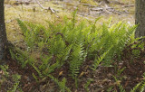 Polypodium vulgare.