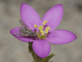 Centaurium littorale close up with fly.