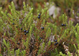 Empetrum nigrum.