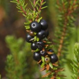Empetrum nigrum. Close up.