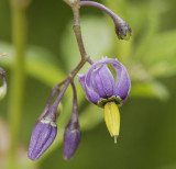 Solanum dulcamara.