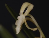 Neofinetia falcata Kibana (yamadori) A pale yellow form