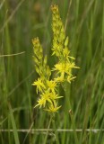 Narthecium ossifragum.