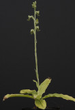 Habenaria malleifera. whole plant.