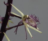 Liparis purpureoviridis Close-up