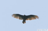 Urubu  tte rouge<br> Turkey vulture<br>Dunany<br> 21 mai 2007