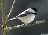 Msange  tte noire<br> Black-capped chickadee<br>Mont-Tremblant<br>21 fvrier 2009