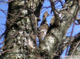 Glinotte huppe<br>Ruffed grouse<br>Dunany<br>1 fvrier 2004