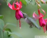 Colibri  gorge rubis mle juvnile<br>Juvenile male Ruby-throated hummingbird<br>Dunany<br>9 aot 2007