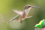 Colibri  gorge rubis femelle<br>Female Ruby-throated hummingbird<br>Dunany<br>9 aot 2007