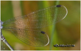 Slender Spreadwing