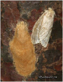 <h5><big>Gypsy Moth with Egg Mass</h5></em>