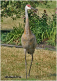 Sandhill Crane-Adams County, PA