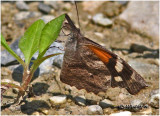 <h5><big>American Snout<br></big><em>Libytheana carinenta</h5></em>