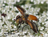 Feather Legged Fly