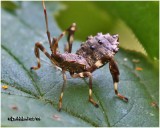 Leaf Footed Bug-Nymph