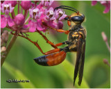 Great Golden Digger Wasp