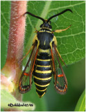 CLEARWING MOTHS-Family Sesiidae
