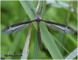 Crane Fly-Female