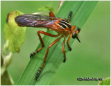 Hanging Thieves Robber Fly