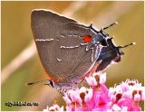 WhiteM Hairstreak