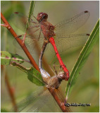 Yellow-legged Meadowhawks