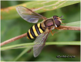 Syrphid Fly-Female