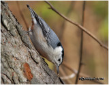 White-breasted Nuthatch