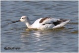 American Avocet-Winter Plumage