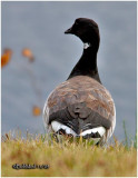 Brant