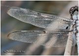 Bar-winged Skimmer