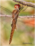 Spot-winged Glider-Female