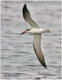 Black Skimmer-Non Breeding