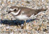 Semipalmated Plover