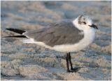 Laughing Gull-2nd Winter