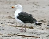 Great Black Backed Gull Adult