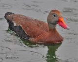 Black-bellied Whistling Duck