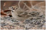 Lark Sparrow