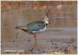 Northern Lapwing